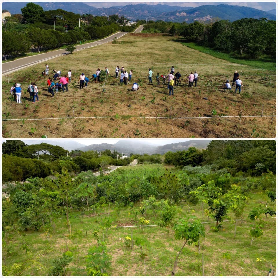 Bosque Miyawaki de Santiago